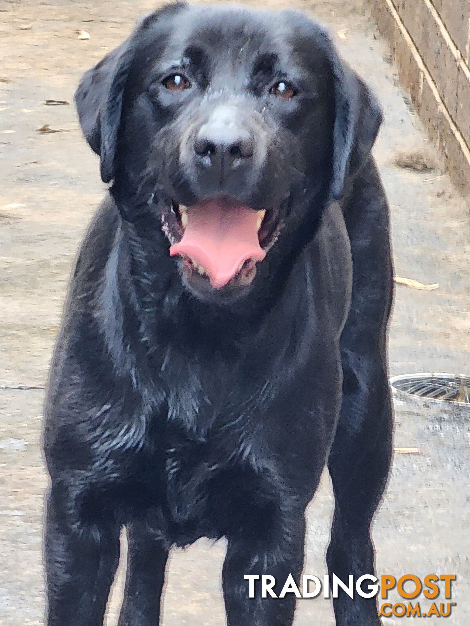 Labrador Retrievers