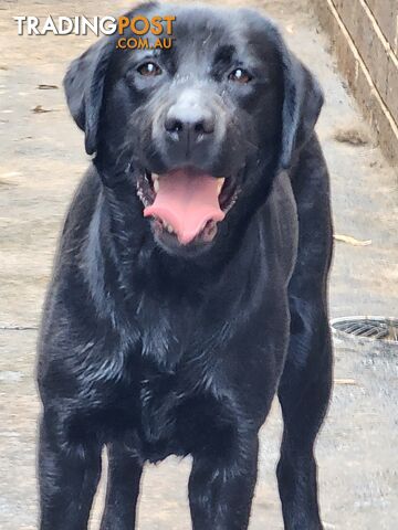 Labrador Retrievers