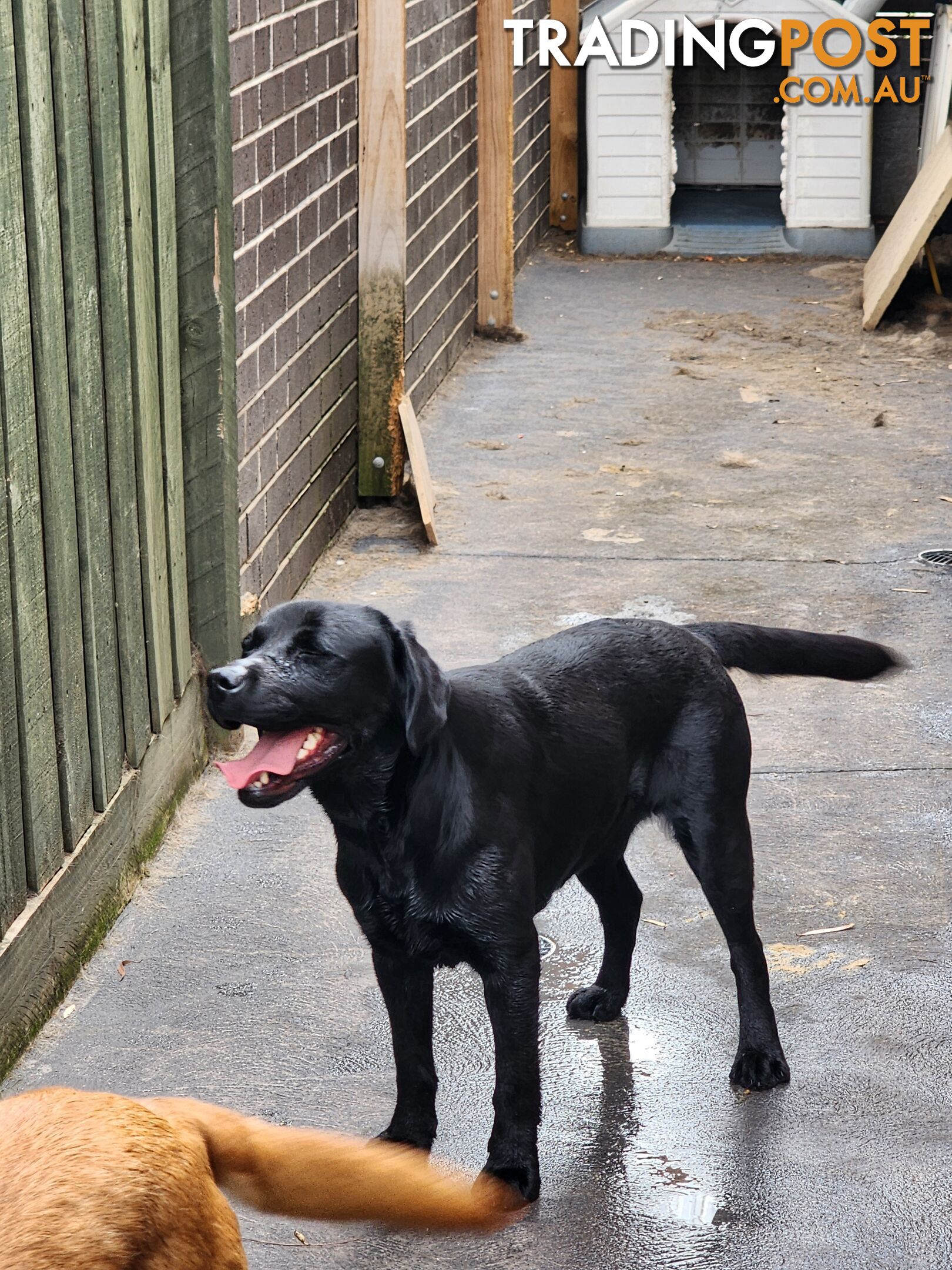 Labrador Retrievers