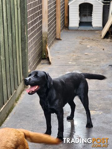 Labrador Retrievers