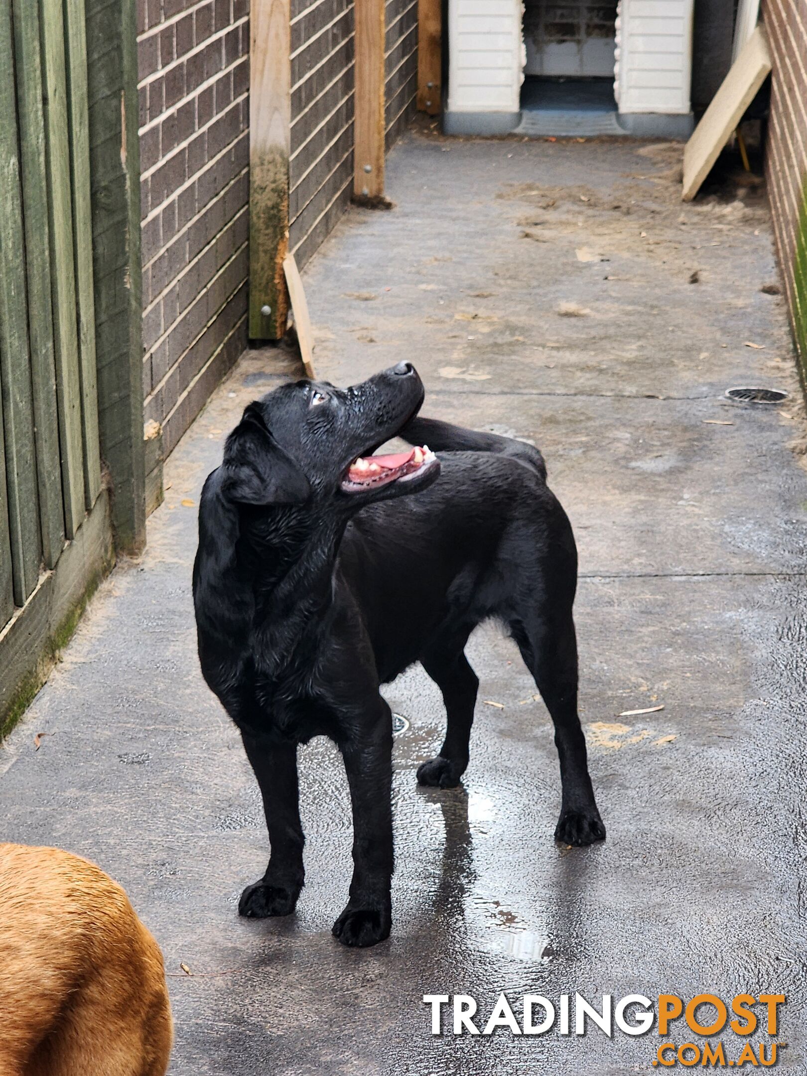 Labrador Retrievers