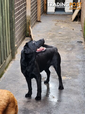 Labrador Retrievers