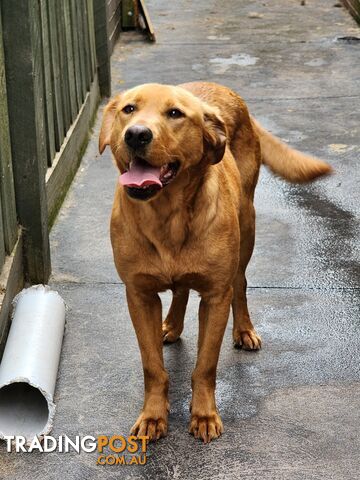 Labrador Retrievers