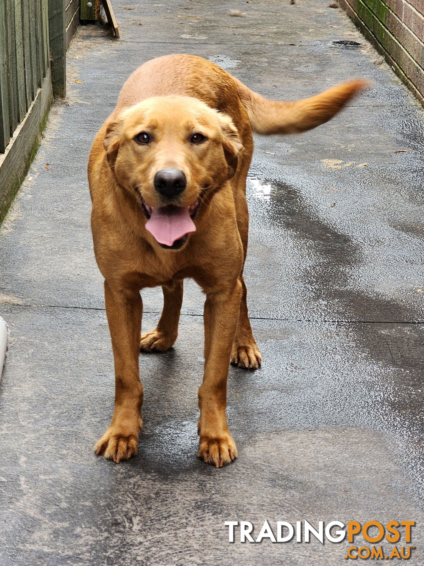 Labrador Retrievers