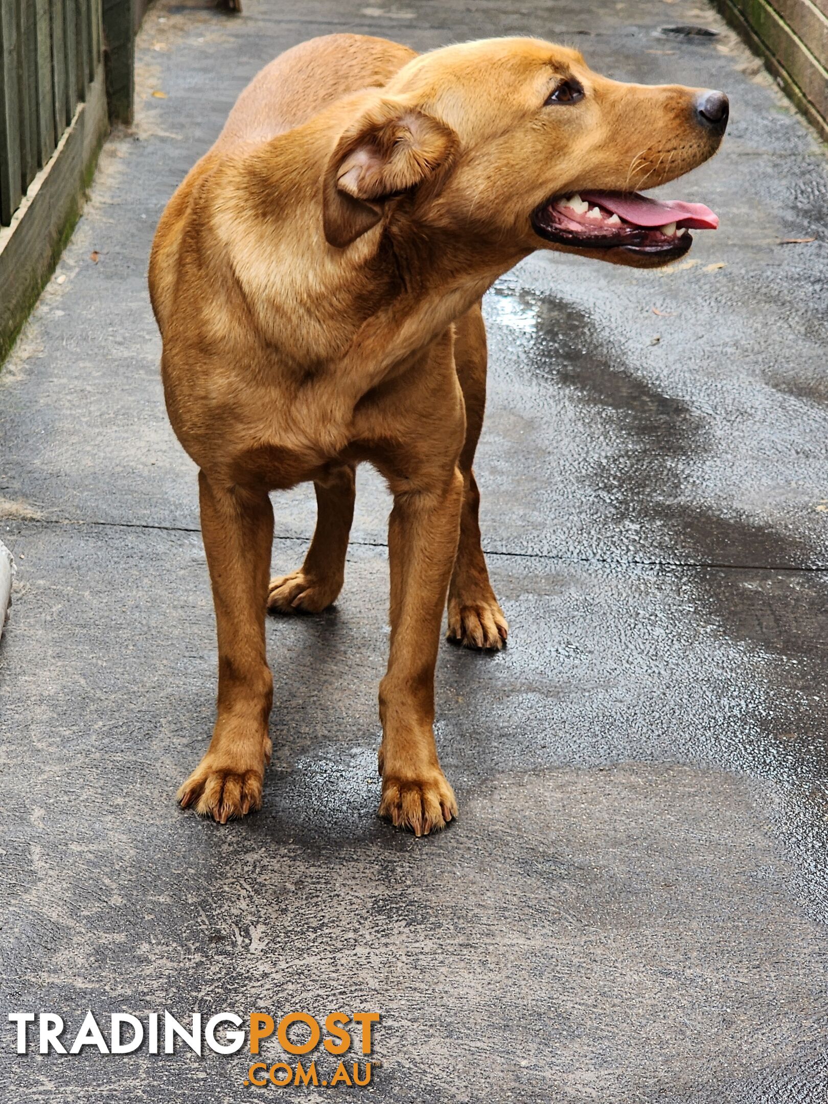 Labrador Retrievers