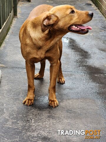 Labrador Retrievers