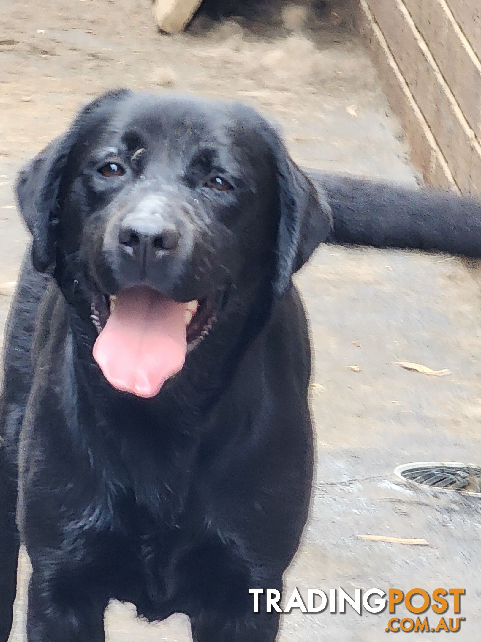 Labrador Retrievers