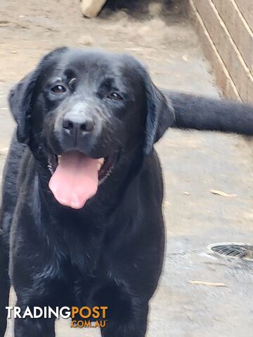 Labrador Retrievers