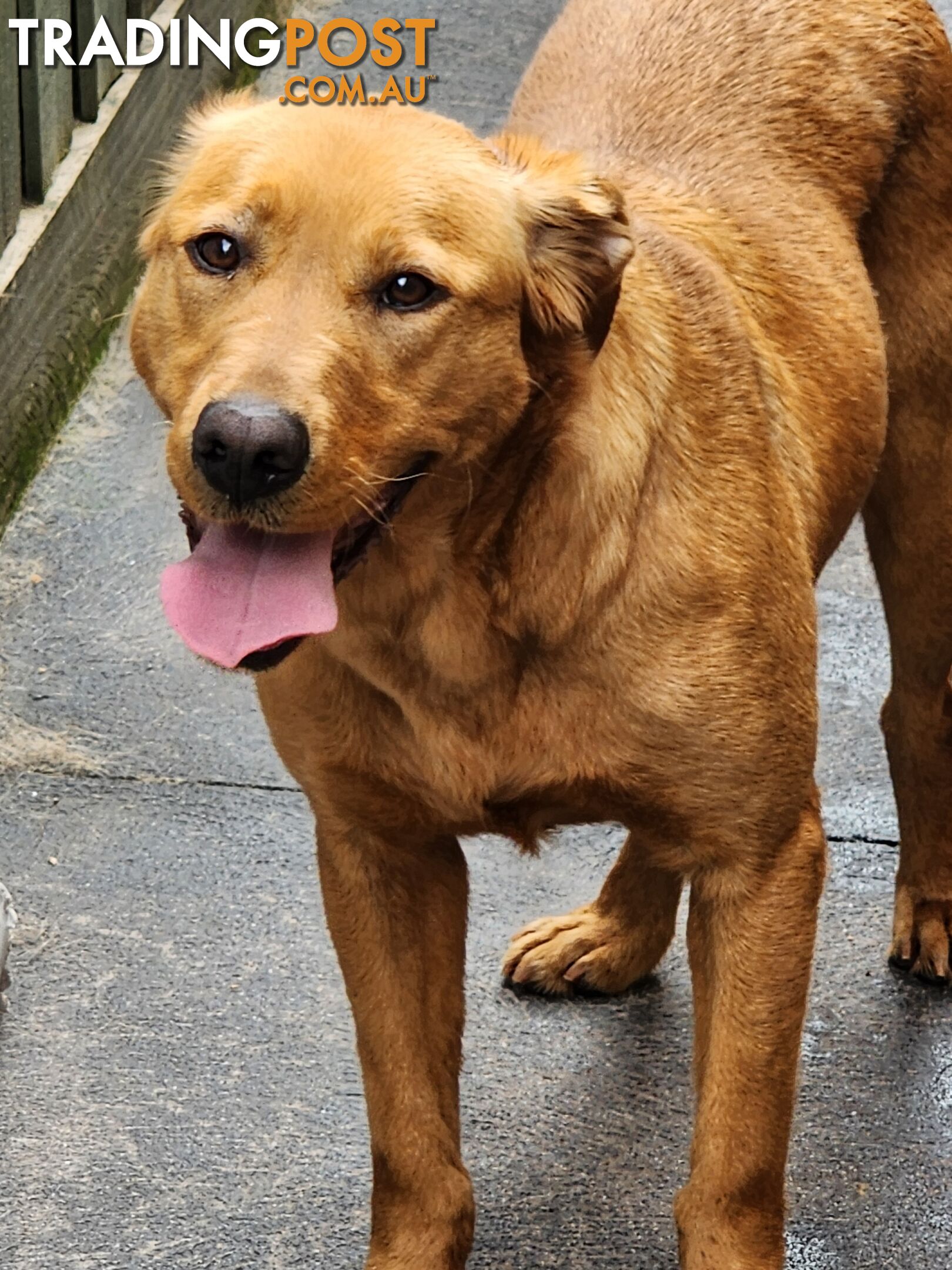 Labrador Retrievers