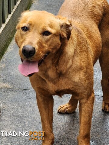 Labrador Retrievers