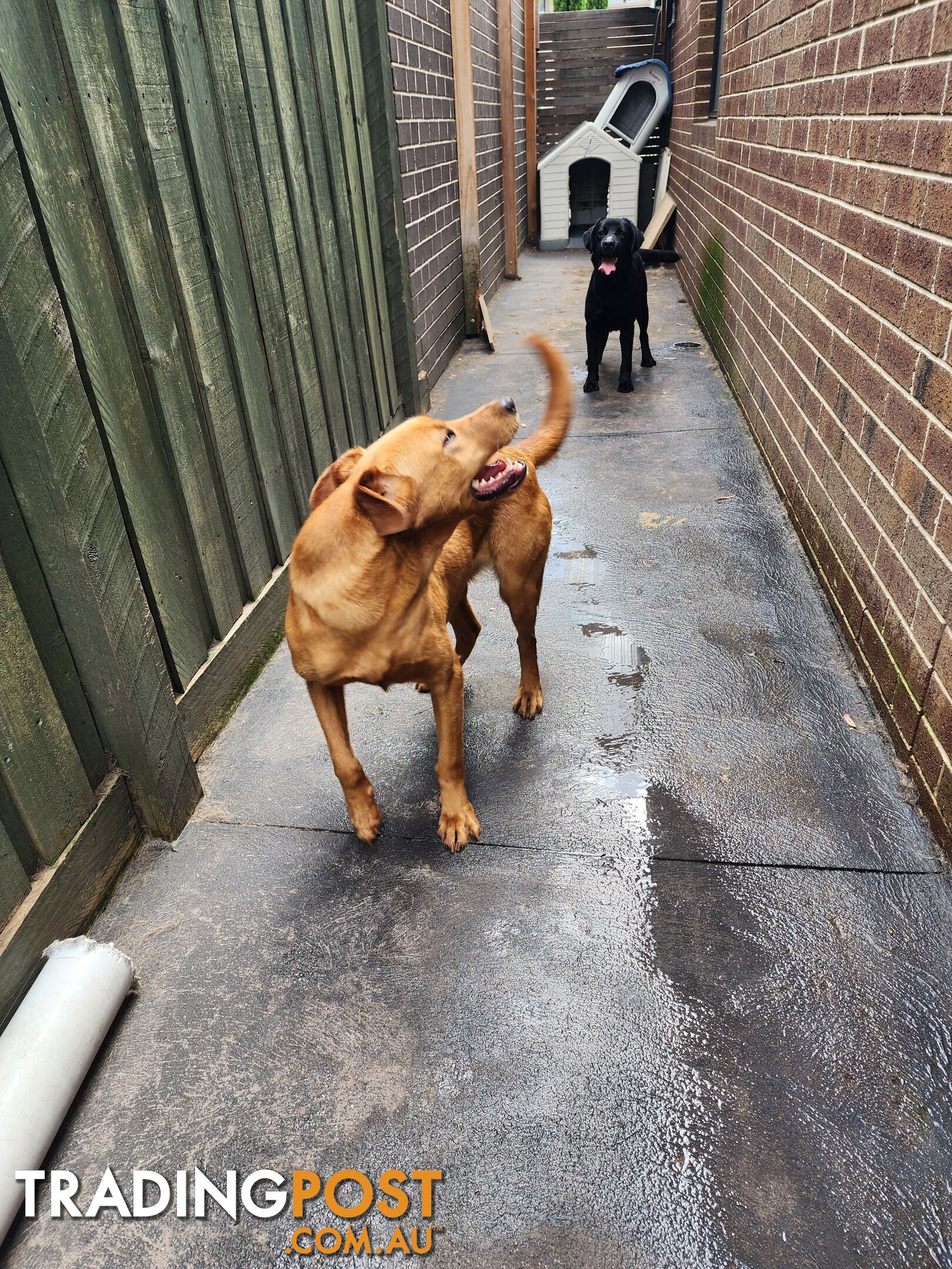 Labrador Retrievers