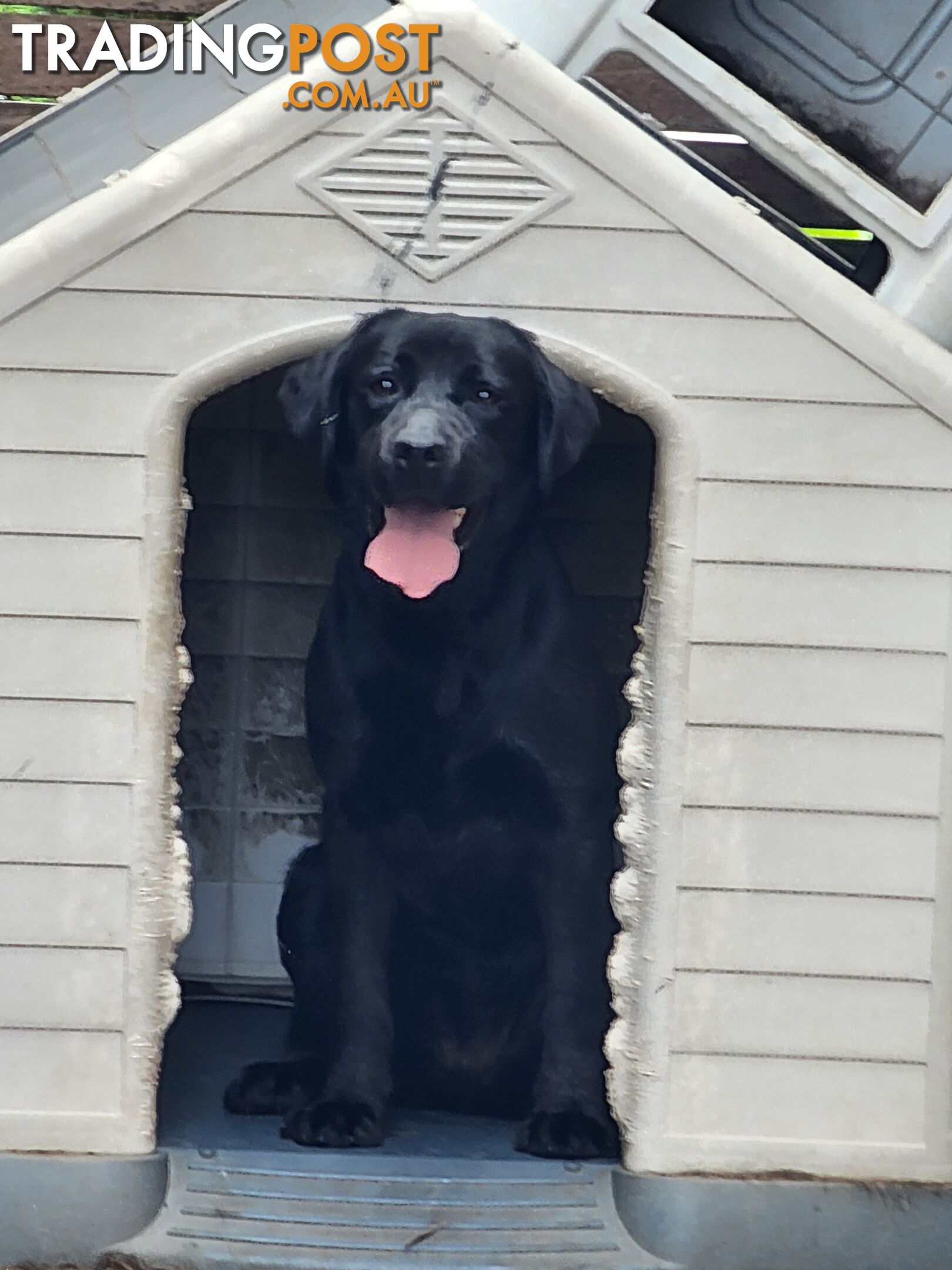 Labrador Retrievers