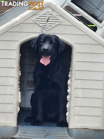 Labrador Retrievers