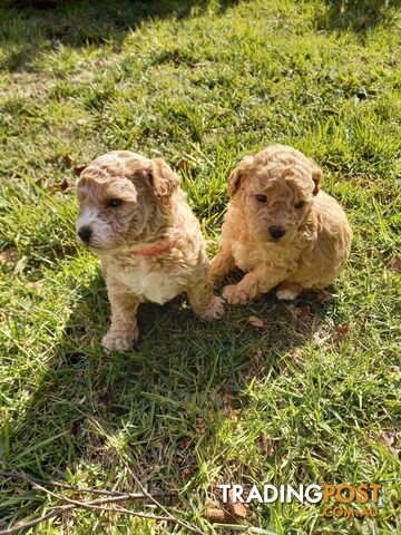 Poodle Cross Pups