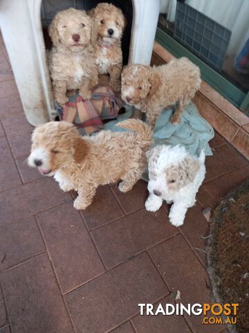 Poodle Cross Pups