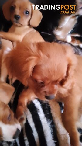 CAVALIER, 1Boy, Cavalier x Pug little bundles of love PRICED DOWN