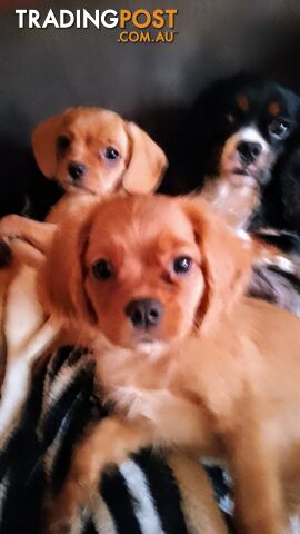 CAVALIER, 1Boy, Cavalier x Pug little bundles of love PRICED DOWN