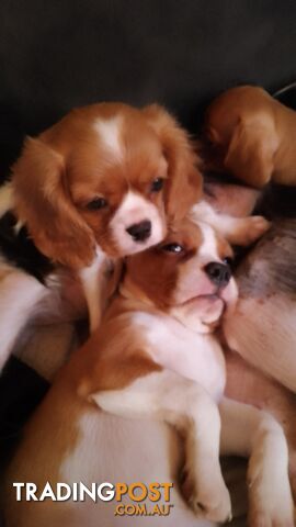 CAVALIER, 1Boy, Cavalier x Pug little bundles of love PRICED DOWN