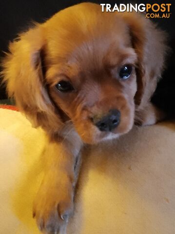 CAVALIER, 1Boy, Cavalier x Pug little bundles of love PRICED DOWN