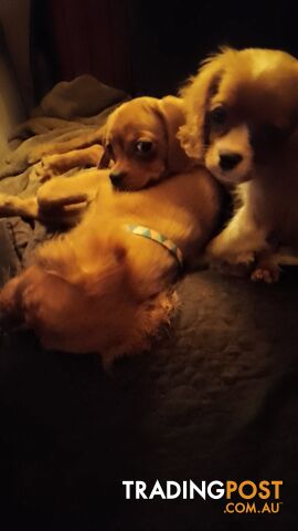 CAVALIER, 1Boy, Cavalier x Pug, little tiny girl