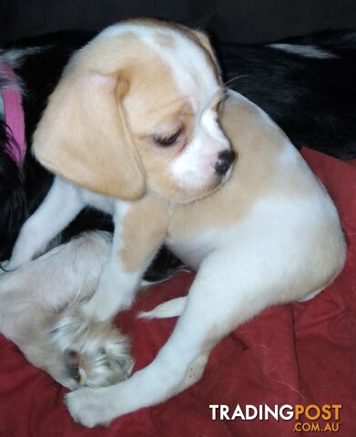 Gorgeous Cavaliers, ready now,  1 boy &amp; 1 girl super sweet