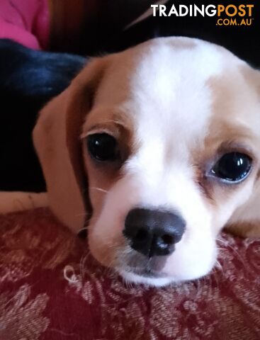 Gorgeous Cavaliers, ready now,  1 boy &amp; 1 girl super sweet