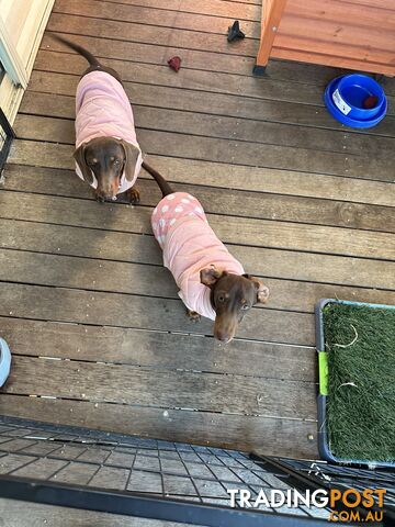 2 Gorgeous Purebred Mini Dachshund Puppies - sold as pair