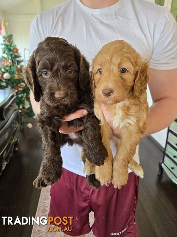 Labradoodles, multi gen, non shed fleece, DNA clear, mid size, 8 left Townsville