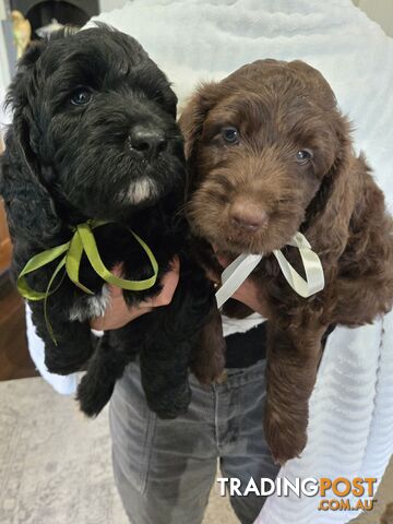 Labradoodles, multi gen, non shed fleece, DNA clear, mid size, 7 left Townsville