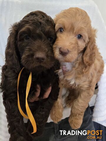 Labradoodles, multi gen, non shed fleece, DNA clear, mid size, 8 left Townsville