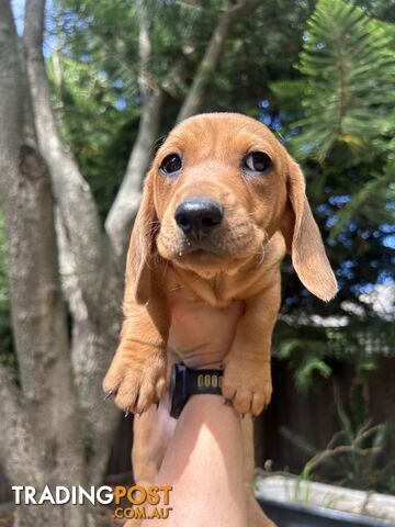 Miniature dachshund puppies