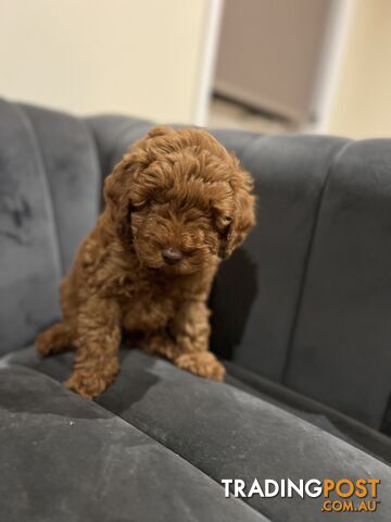 First generation toy cavoodle