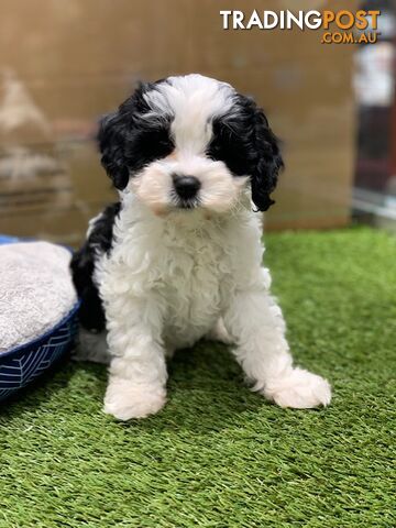 Black and White Cavoodles