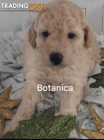 ■  6 PUREBRED MINIATURE POODLES 3BOYS 3GIRLS, (BOTANICA)