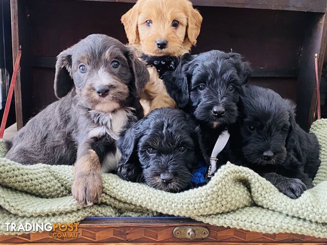 Beautiful Cavoodle puppy’s