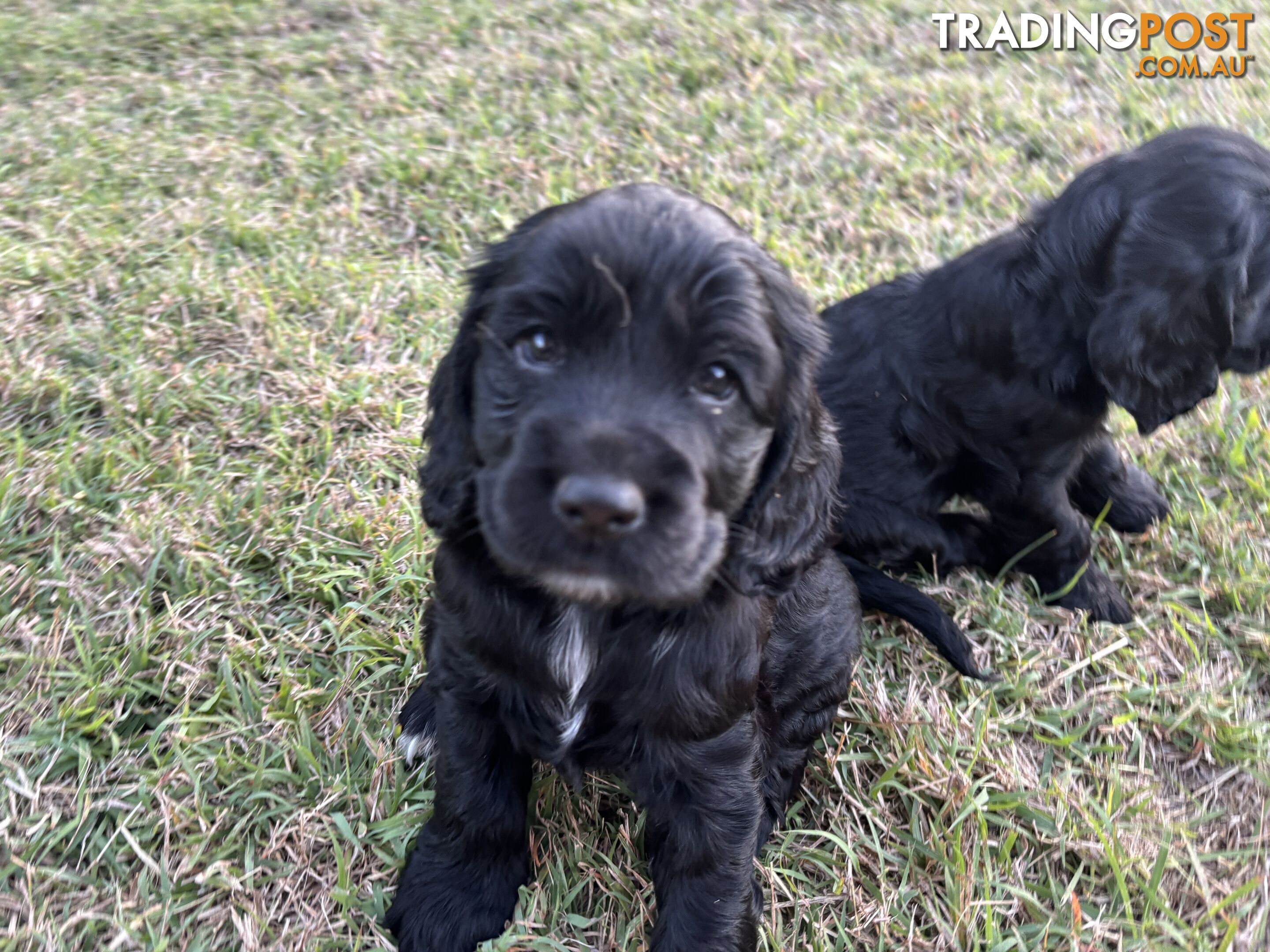 Purebred cocker spaniel puppies