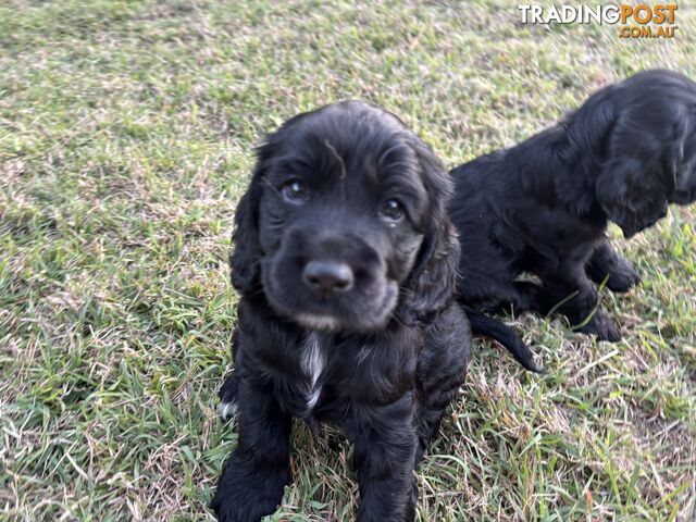 Purebred cocker spaniel puppies