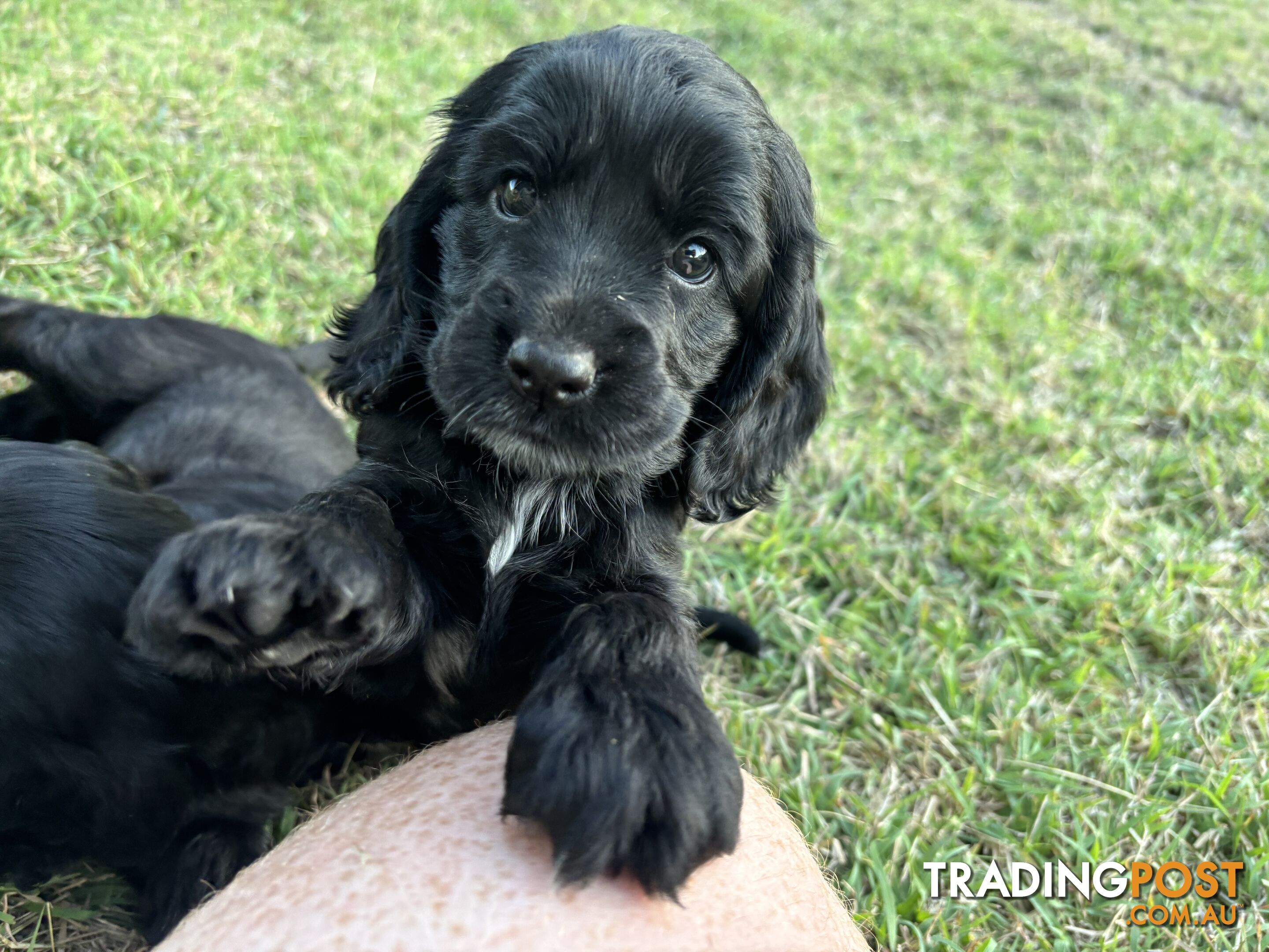 Purebred cocker spaniel puppies