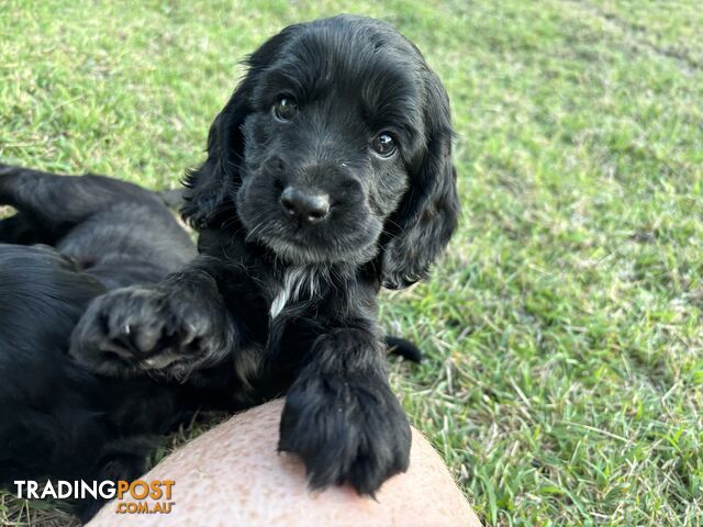 Purebred cocker spaniel puppies