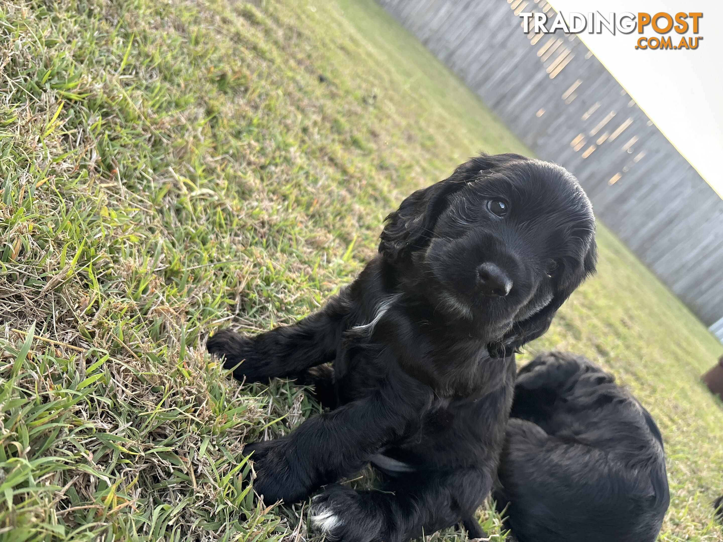 Purebred cocker spaniel puppies