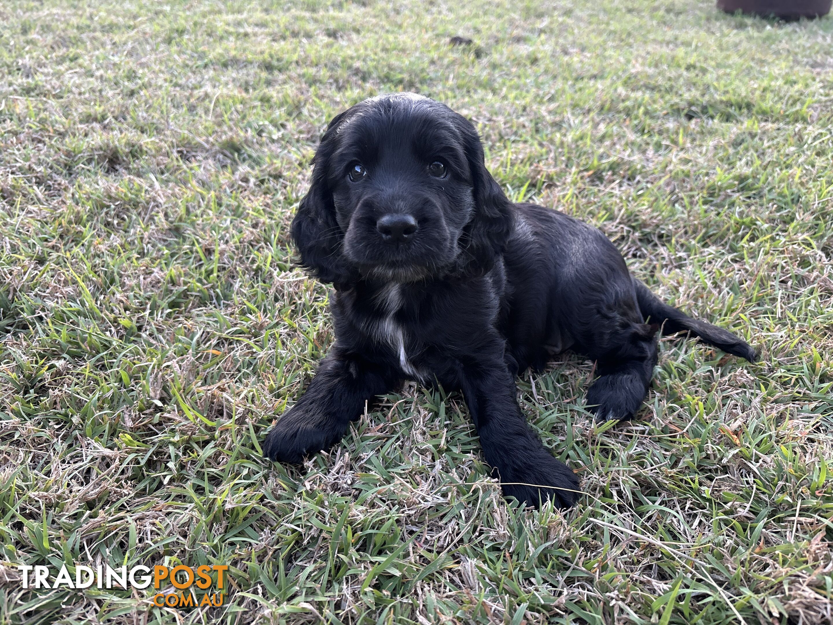 Purebred cocker spaniel puppies