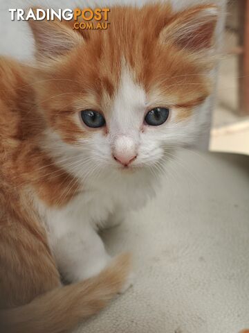 kitten looking for home