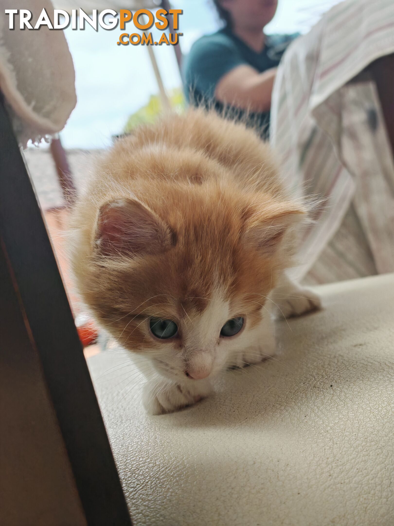 kitten looking for home