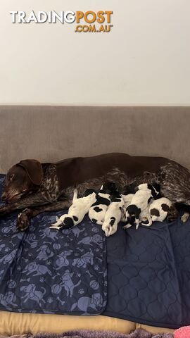 German short haired pointer