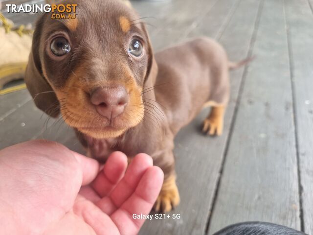 Pedigree Pure-bred Miniature Dachshund puppies