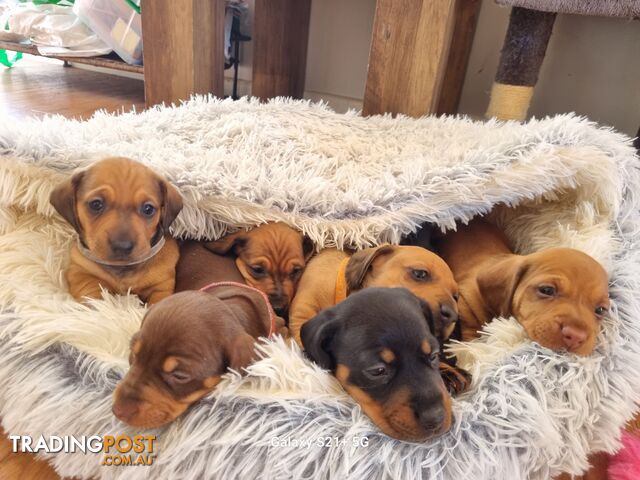 Pure-bred Miniature Dachshund puppies