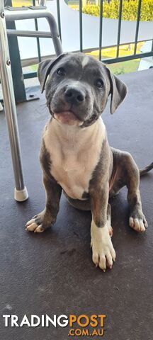 Purebred Blue English Staffy