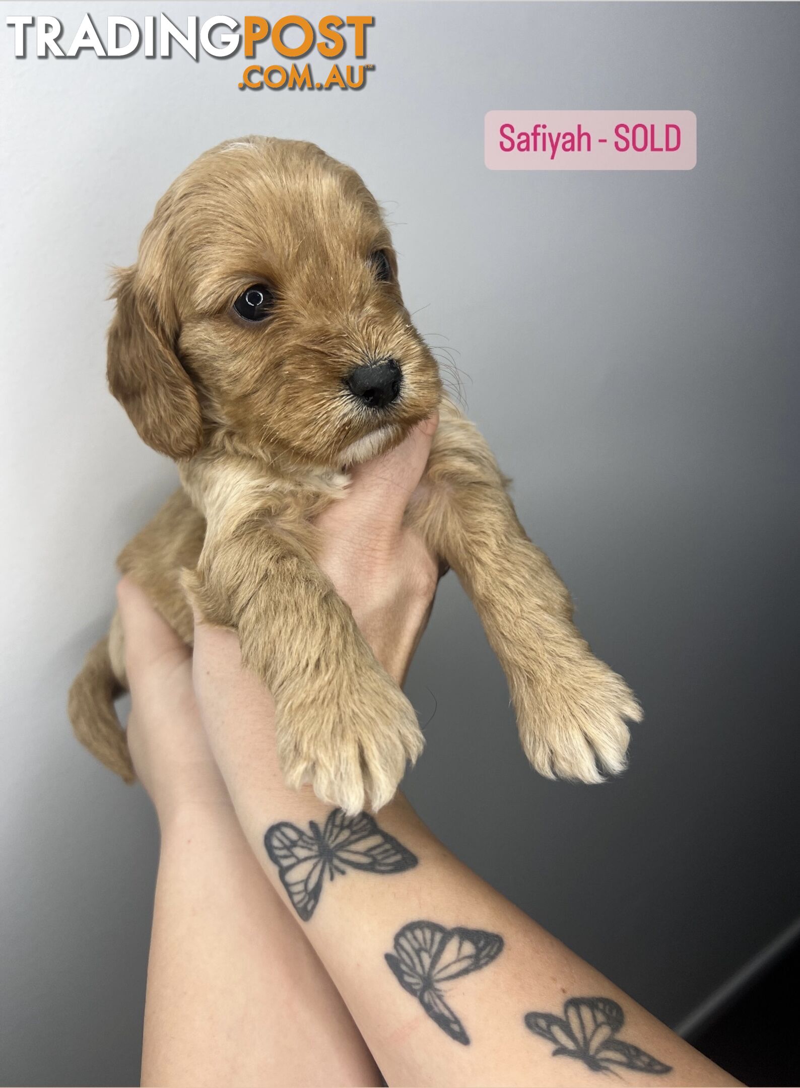 Spoodlier Pups - 4 weeks old - 5 girls available