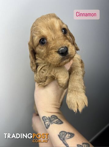 Spoodlier Pups - 4 weeks old - 5 girls available