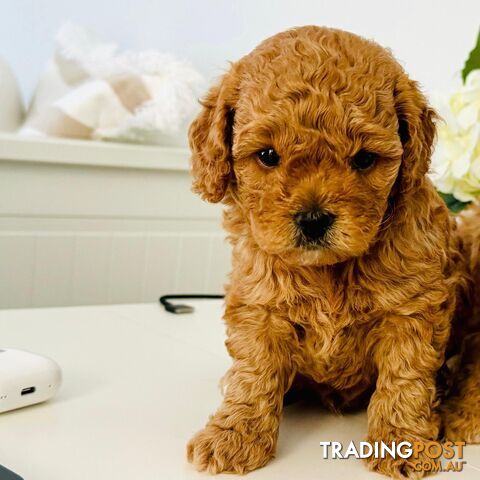 F1B Male Toy Cavoodle Puppies, DNA Clear, VIC Mickleham 3064